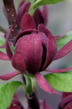 Simply Scentsational Sweetshrub (Calycanthus ) - 1 Gallon Pot 12 Simply Scentsational Sweetshrub (Calycanthus ) - 1 Gallon Pot -Best Plant Shop calycanthus simply scentsational sweet shrub 7