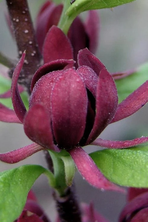 Simply Scentsational Sweetshrub (Calycanthus ) - 1 Gallon Pot 6 Simply Scentsational Sweetshrub (Calycanthus ) - 1 Gallon Pot - Image 4