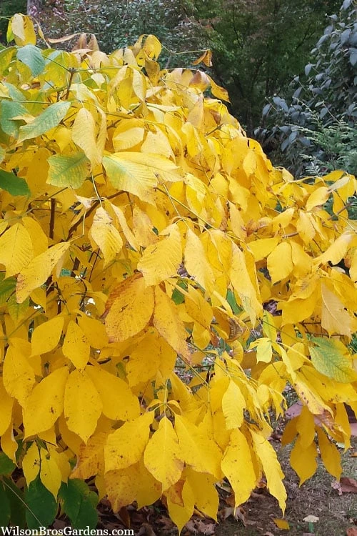 Simply Scentsational Sweetshrub (Calycanthus ) - 1 Gallon Pot 9 Simply Scentsational Sweetshrub (Calycanthus ) - 1 Gallon Pot - Image 7