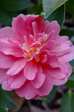 Autumn Spirit Camellia - Hybrid - 3 Gallon Pot 13 Autumn Spirit Camellia - Hybrid - 3 Gallon Pot -Best Plant Shop camellia autumn spirit 21