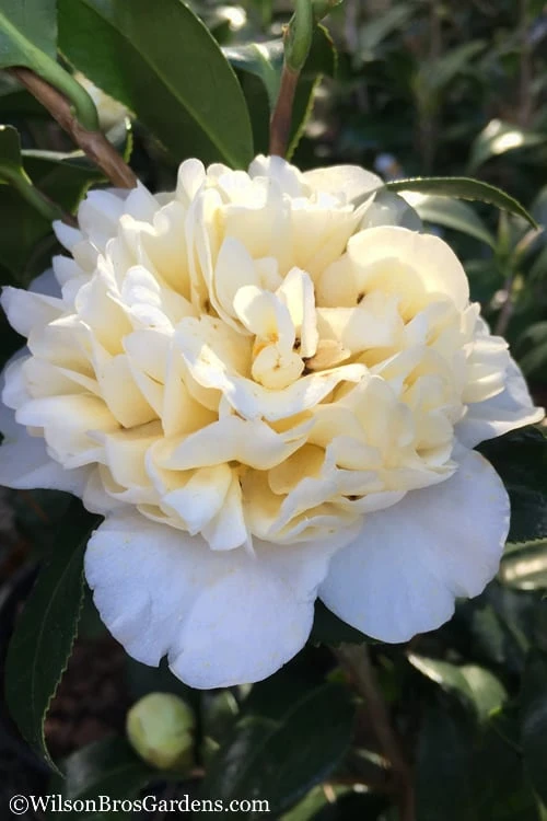 Brushfield Yellow Camellia Japonica - 3 Gallon Pot 3 Brushfield Yellow Camellia Japonica - 3 Gallon Pot
