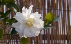 Chisato No Aki Camellia Japonica - 3 Gallon Pot 11 Chisato No Aki Camellia Japonica - 3 Gallon Pot -Best Plant Shop camellia chisato no aki 5