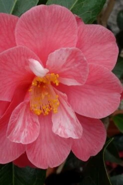 Coral Delight Camellia Hybrid - 3 Gallon Pot -Best Plant Shop camellia coral delight 3