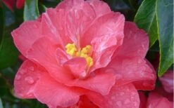 Coral Delight Camellia Hybrid - 3 Gallon Pot -Best Plant Shop camellia coral delight 5