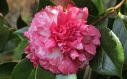 Sacred Dance Camellia Japonica 'Daikagura' - 1 Gallon Pot -Best Plant Shop camellia daikagura 20