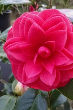 Glen 40 Camellia Japonica - 3 Gallon Pot -Best Plant Shop camellia glen 40 1