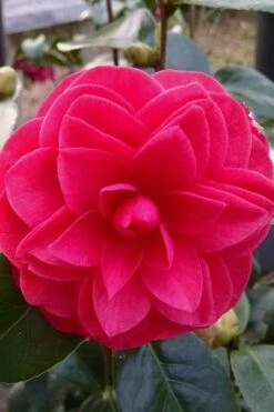Glen 40 Camellia Japonica - 3 Gallon Pot -Best Plant Shop camellia glen 40 2