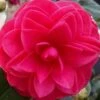 Glen 40 Camellia Japonica - 3 Gallon Pot -Best Plant Shop camellia glen 40 2 thumbnail