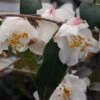 Snowbells Camellia (Camellia Transarisanensis) - 3 Gallon Pot -Best Plant Shop camellia handelii snowbells 2