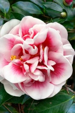 Irrational Exuberance Camellia Japonica - 1 Gallon Pot -Best Plant Shop camellia irrational exuberance 3