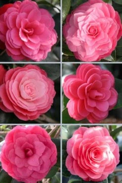 April Kiss Pink Double Flowered Camellia Japonica - 3 Gallon Pot -Best Plant Shop camellia japonica april kiss 102