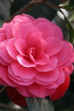 April Kiss Pink Double Flowered Camellia Japonica - 3 Gallon Pot -Best Plant Shop camellia japonica april kiss 103