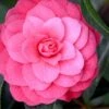 April Kiss Pink Double Flowered Camellia Japonica - 1 Gallon Pot 2 April Kiss Pink Double Flowered Camellia Japonica - 1 Gallon Pot -Best Plant Shop camellia japonica april kiss 104 1
