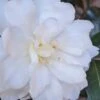 Chisato No Aki Camellia Japonica - 3 Gallon Pot -Best Plant Shop camellia japonica chisato no aki 2