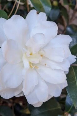 Chisato No Aki Camellia Japonica - 3 Gallon Pot
