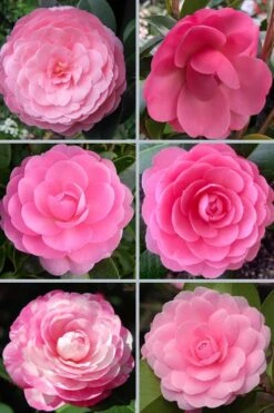 E.G. Waterhouse Camellia - Williamsii Hybrid - 3 Gallon Pot 10 E.G. Waterhouse Camellia - Williamsii Hybrid - 3 Gallon Pot -Best Plant Shop camellia japonica e g waterhouse 21