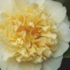Jury's Yellow Camellia - 3 Gallon Pot -Best Plant Shop camellia japonica jurys yellow 100