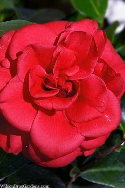 Paulette Goddard Camellia Japonica - 3 Gallon Pot -Best Plant Shop camellia japonica paulette goddard 1