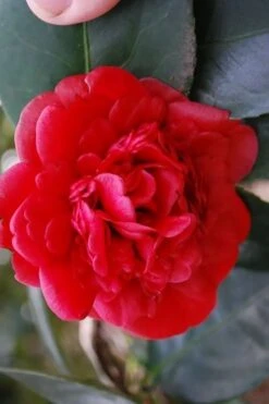 Paulette Goddard Camellia Japonica - 3 Gallon Pot -Best Plant Shop camellia japonica paulette goddard 2