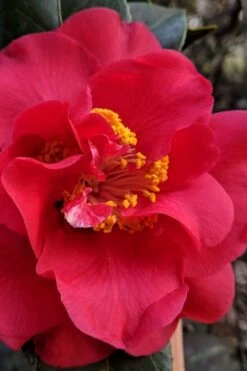 Paulette Goddard Camellia Japonica - 3 Gallon Pot -Best Plant Shop camellia japonica paulette goddard 3