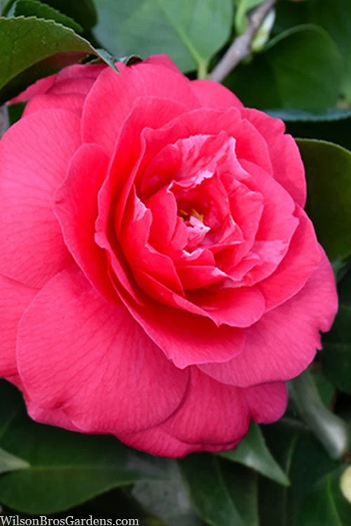 Rose Dawn Camellia Japonica - 3 Gallon Pot 3 Rose Dawn Camellia Japonica - 3 Gallon Pot