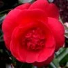 Rosehill Red Camellia - 3 Gallon Pot -Best Plant Shop camellia japonica rosehill red 10