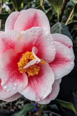 Sadaharu Oh Camellia - 7 Gallon Pot (3-4') 13 Sadaharu Oh Camellia - 7 Gallon Pot (3-4') -Best Plant Shop camellia japonica sadaharu oh 100