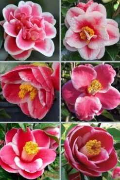 Sadaharu Oh Camellia - 7 Gallon Pot (3-4') 12 Sadaharu Oh Camellia - 7 Gallon Pot (3-4') -Best Plant Shop camellia japonica sadaharu oh 102