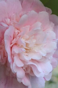 Thompsonii Camellia Japonica - 1 Gallon Pot -Best Plant Shop camellia japonica thompsonii 2