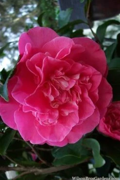 Marie Bracey Camellia Japonica - 3 Gallon Pot 13 Marie Bracey Camellia Japonica - 3 Gallon Pot -Best Plant Shop camellia marie bracey 100