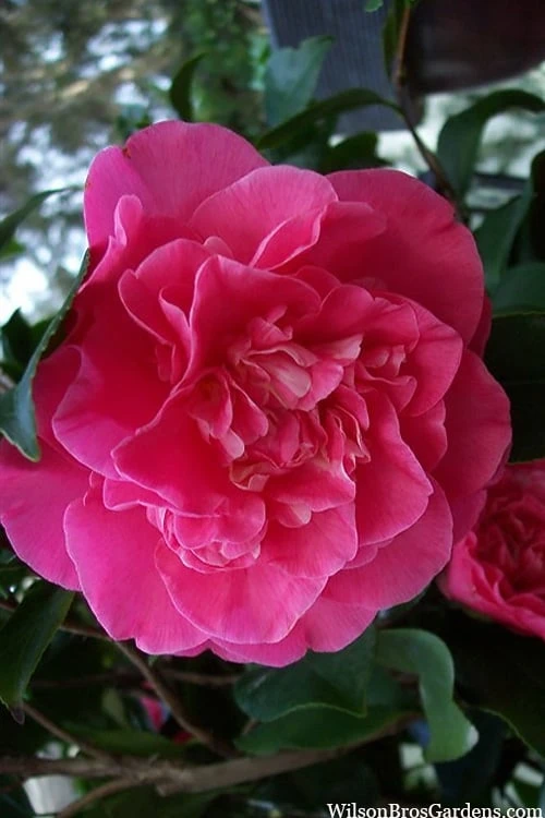 Marie Bracey Camellia Japonica - 3 Gallon Pot 7 Marie Bracey Camellia Japonica - 3 Gallon Pot - Image 5