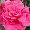 Marie Bracey Camellia Japonica - 3 Gallon Pot 1 Marie Bracey Camellia Japonica - 3 Gallon Pot -Best Plant Shop camellia marie bracey 101