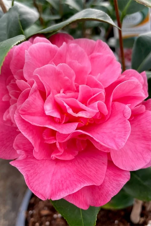 Marie Bracey Camellia Japonica - 3 Gallon Pot 3 Marie Bracey Camellia Japonica - 3 Gallon Pot