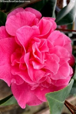 Marie Bracey Camellia Japonica - 3 Gallon Pot 15 Marie Bracey Camellia Japonica - 3 Gallon Pot -Best Plant Shop camellia marie bracey 102