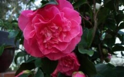 Marie Bracey Camellia Japonica - 3 Gallon Pot 12 Marie Bracey Camellia Japonica - 3 Gallon Pot -Best Plant Shop camellia marie bracey 6