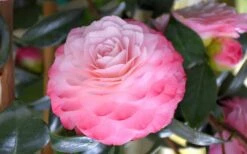 Nuccio's Pearl Camellia Japonica - 3 Gallon Pot 11 Nuccio's Pearl Camellia Japonica - 3 Gallon Pot -Best Plant Shop camellia mnuccios pearl 3