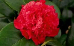 Professor Sargent Camellia Japonica - 6 Pack Of 1 Gallon Pots 12 Professor Sargent Camellia Japonica - 6 Pack Of 1 Gallon Pots -Best Plant Shop camellia professor sargent bloom 1