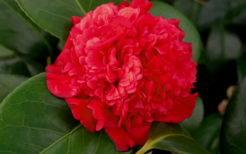 Professor Sargent Camellia Japonica - 1 Gallon Pot 7 Professor Sargent Camellia Japonica - 1 Gallon Pot - Image 5