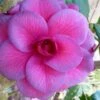 Purple Dawn Camellia Japonica - 1 Gallon Pot -Best Plant Shop camellia purple dawn 9