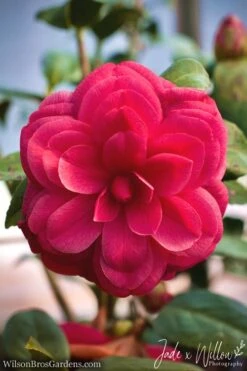 Purple Dawn Camellia Japonica - 6 Pack Of 1 Gallon Pots -Best Plant Shop camellia purple dawn jw 1 1