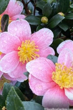 Maggie's Pink Camellia - 3 Gallon Pot 9 Maggie's Pink Camellia - 3 Gallon Pot -Best Plant Shop camellia sasanqua maggies pink 3