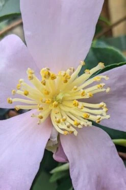 Maiden's Blush Camellia - 3 Gallon 10 Maiden's Blush Camellia - 3 Gallon -Best Plant Shop camellia sasanqua maiden blush 4