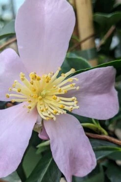 Maiden's Blush Camellia - 3 Gallon 11 Maiden's Blush Camellia - 3 Gallon -Best Plant Shop camellia sasanqua maiden blush 5
