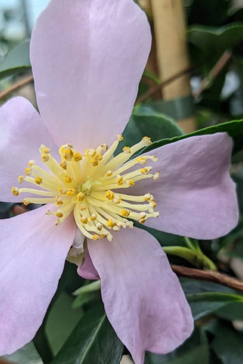 Maiden's Blush Camellia - 3 Gallon 7 Maiden's Blush Camellia - 3 Gallon - Image 5