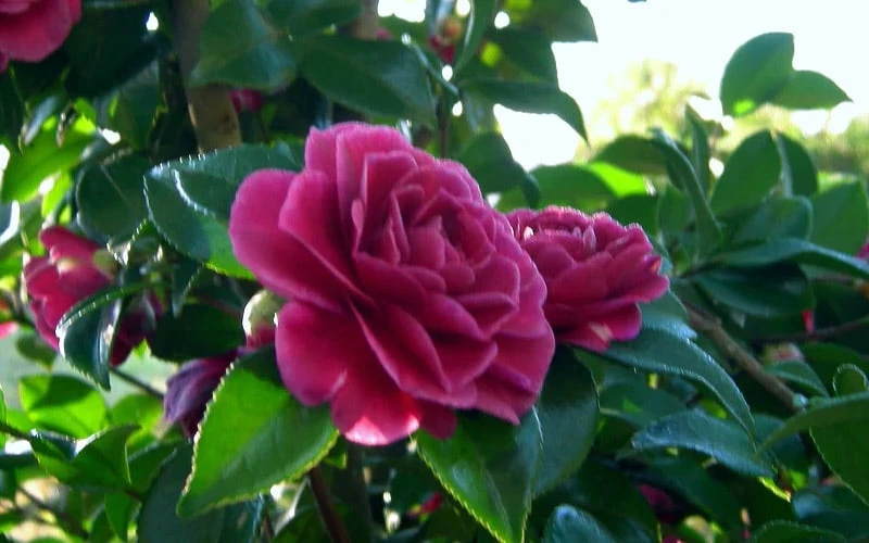 Purple Haze Camellia- 2 Gallon Pot 7 Purple Haze Camellia- 2 Gallon Pot - Image 5