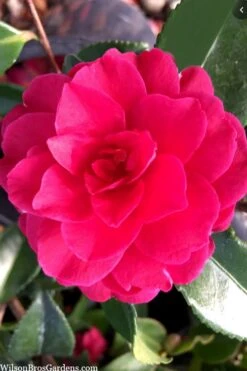 Purple Haze Camellia- 2 Gallon Pot 10 Purple Haze Camellia- 2 Gallon Pot -Best Plant Shop camellia sasanqua purple haze 4