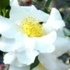Setsugekka Fragrant Camellia Sasanqua - 7 Gallon Pot -Best Plant Shop camellia setsugekka 4