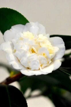 Shiro Karako White Camellia Rusticana - 3 Gallon Pot -Best Plant Shop camellia shiro karako 1