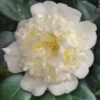 Shiro Karako White Camellia Rusticana - 3 Gallon Pot 1 Shiro Karako White Camellia Rusticana - 3 Gallon Pot -Best Plant Shop camellia shiro karako 2