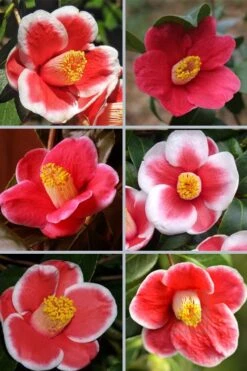 Tama No Ura Weeping Camellia Japonica - 3 Gallon Pot -Best Plant Shop camellia tama no ura sports 1